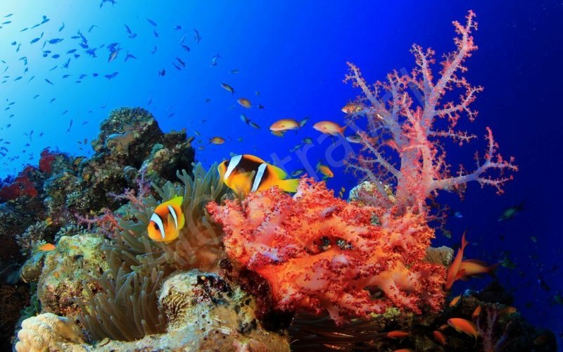 Подводный риф красного моря