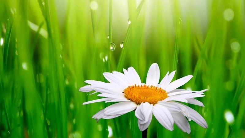 Фон ромашки