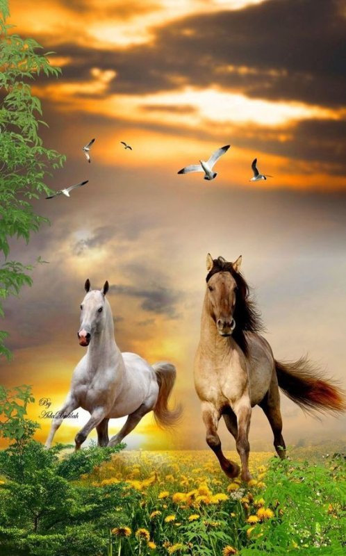 Красивые лошади