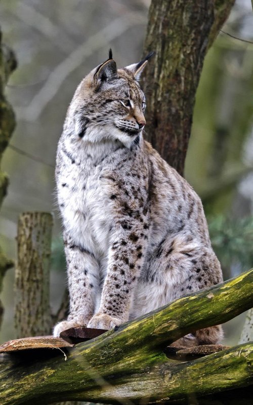 Лесные хищники