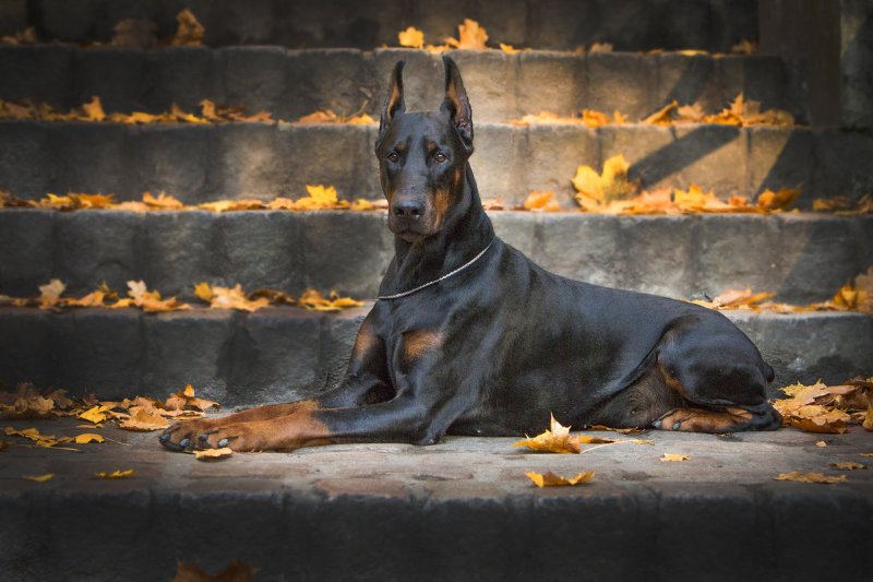 Доберман собака