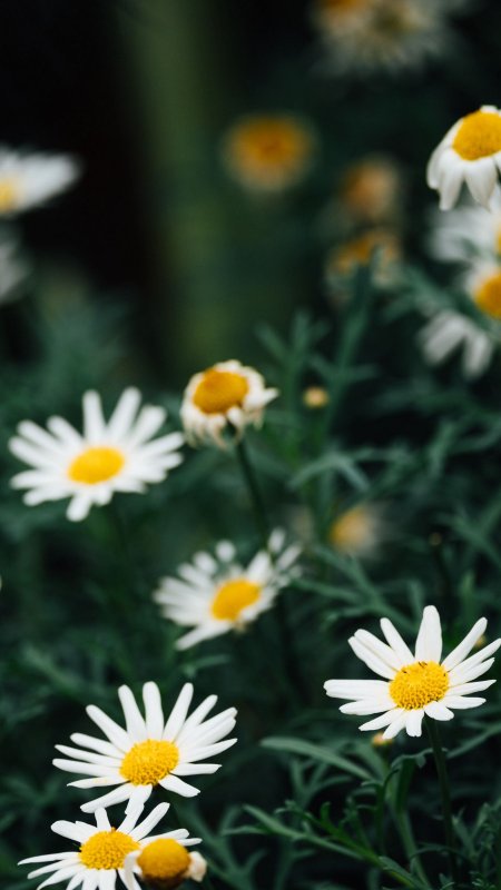 Ромашки на айфон