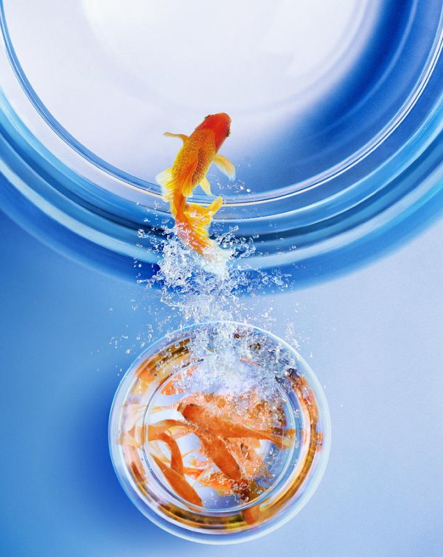 Заставка на телефон рыбки