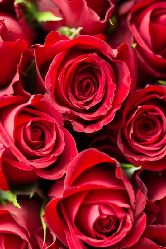 Красные розы