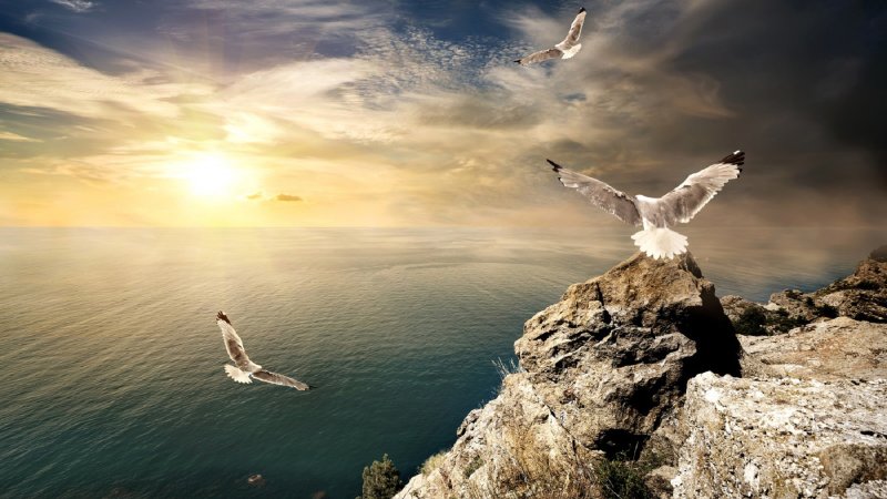 Птицы в небе