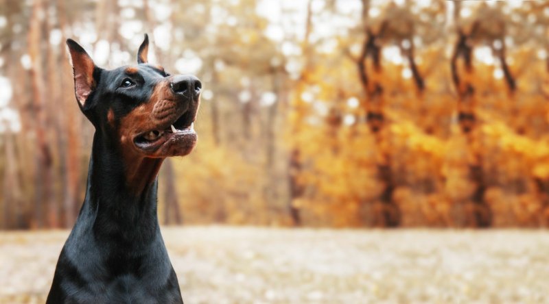 Агрессивный Доберман