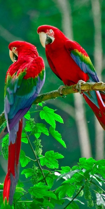 Попугай ара зеленокрылый