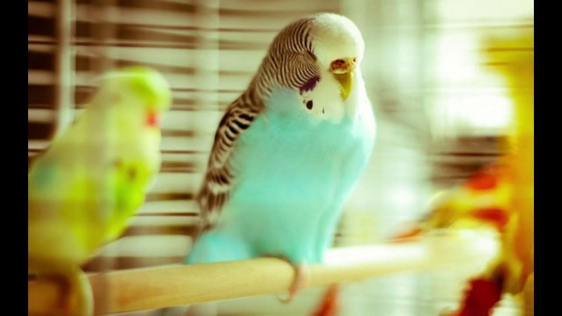 Волнистый попугайчик