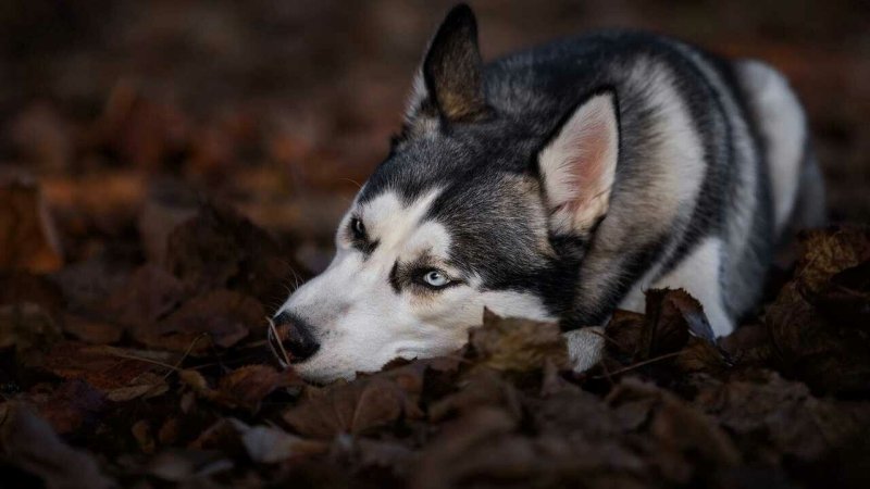 Хаски собака щенок