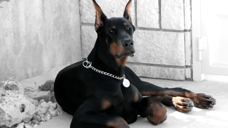 Бойцовские собаки Доберман