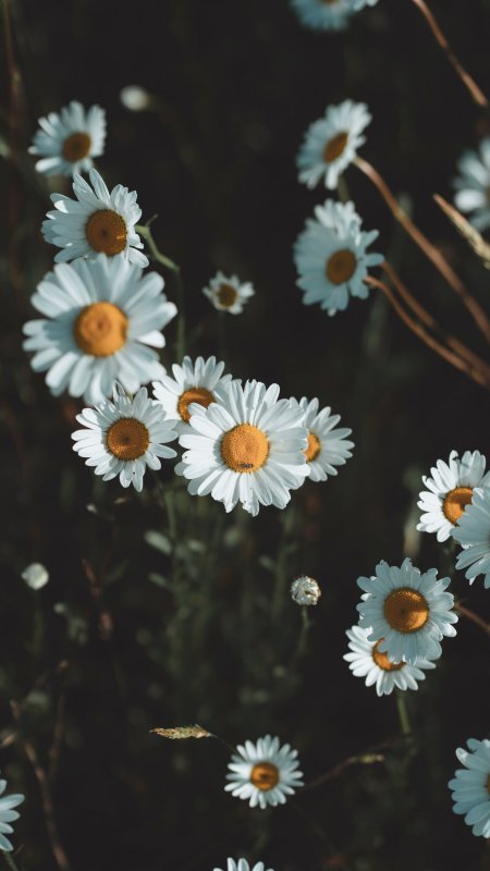 Ромашки Эстетика