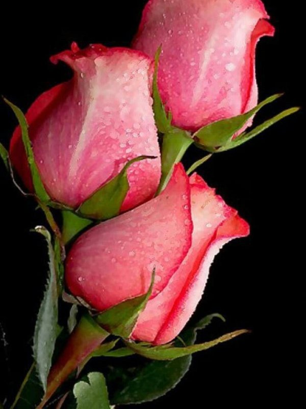 Розовые розы