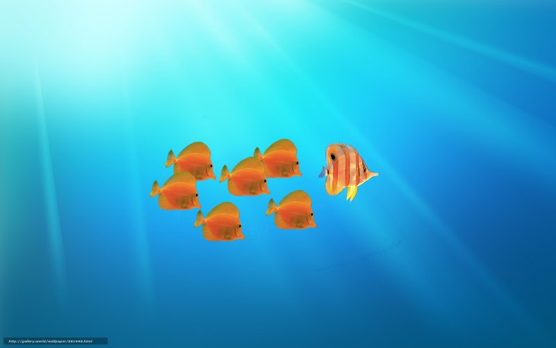 Рыбки плавают