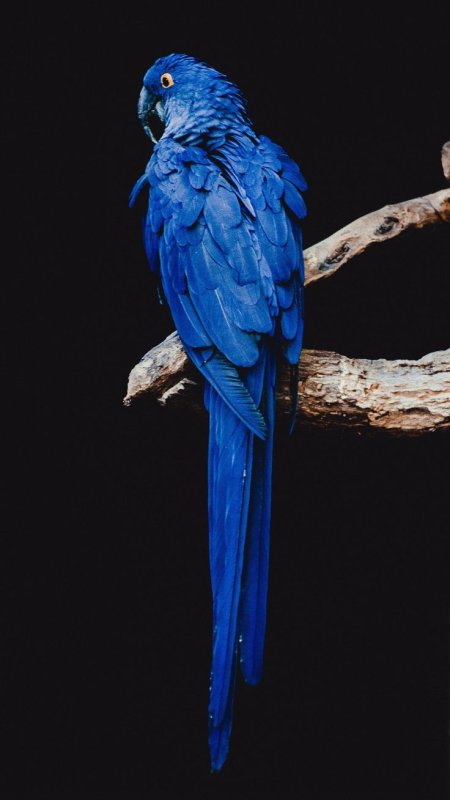 Голубые ара