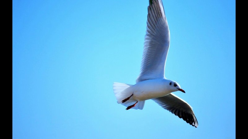Чайки летят