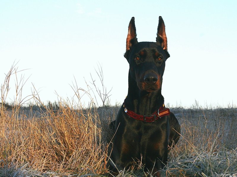 Доберман черный