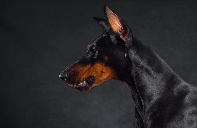 Доберман собака