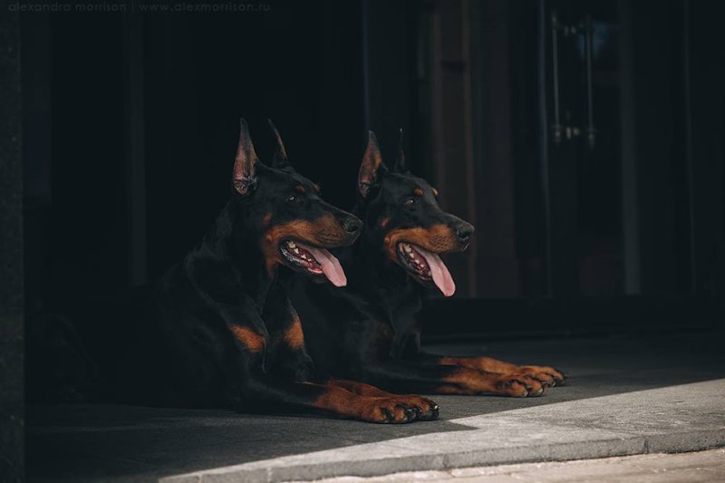 Доберман Эстетика