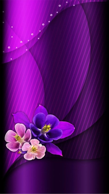 Красивый фиолетовый