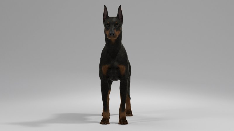 Доберман анфас