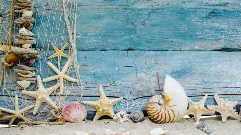 Морская тематика ракушки