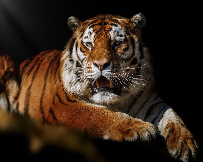 Амурский тигр фото