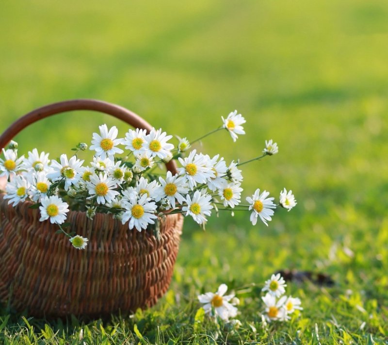Корзинка с ромашками