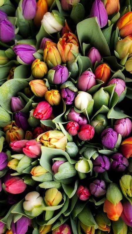 Цветы тюльпаны