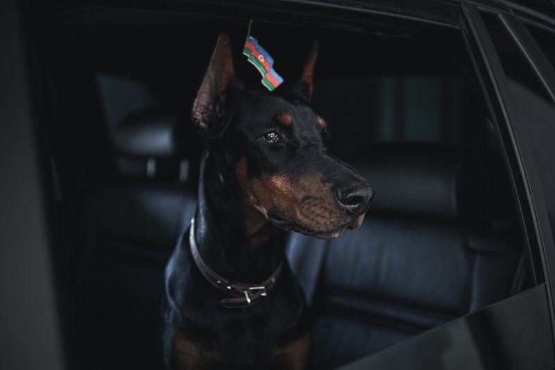 Доберман телохранитель