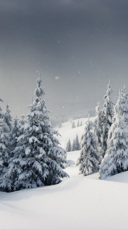 Сказочный зимний лес