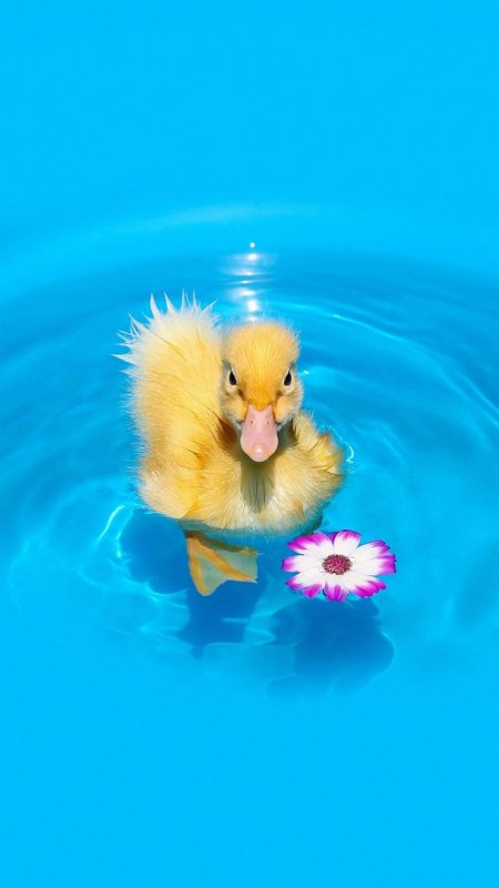 Утки и утята