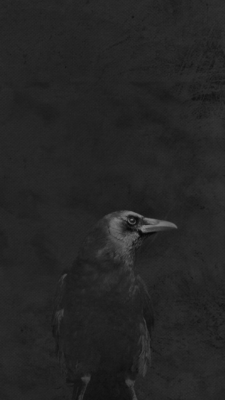 Ворон на темном фоне