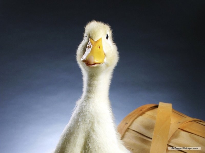Смешная утка