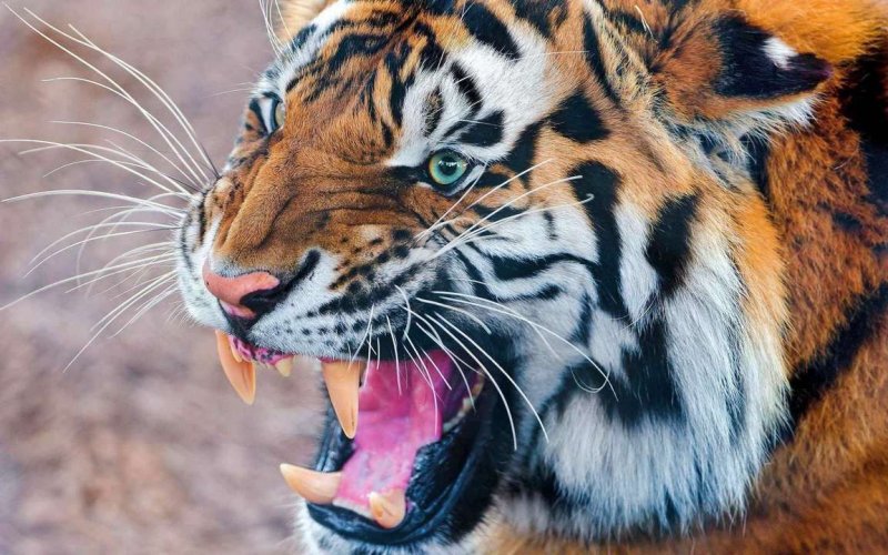 Тайгер тигр рычит