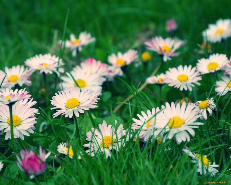 Маргаритки полевые