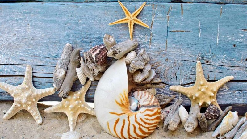 Морская тематика ракушки