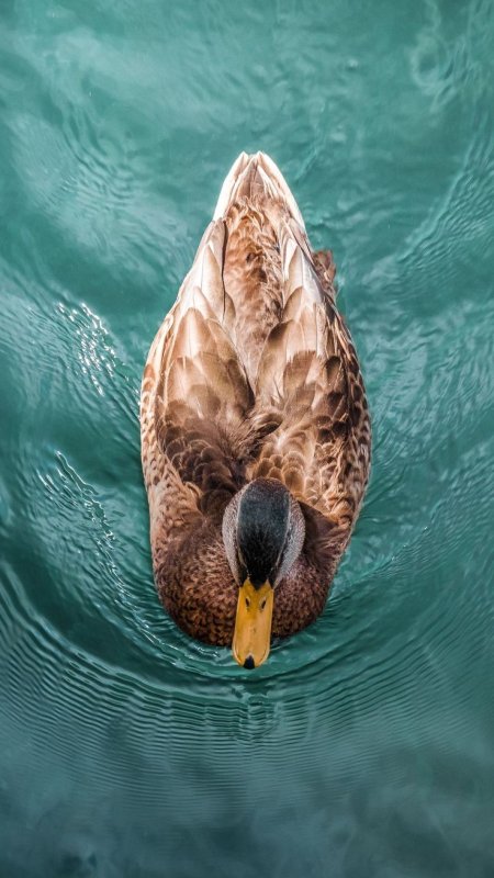 Плавающие птицы