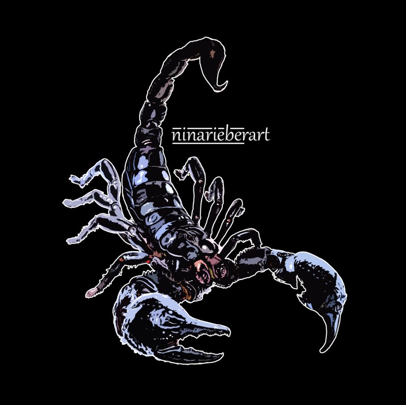 Скорпион картинки красивые