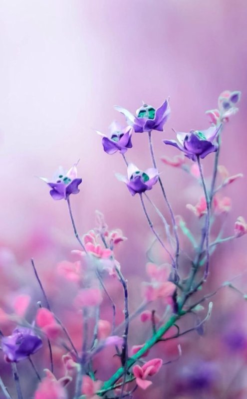 Нежные цветочки