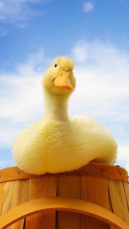 Обои с уточками