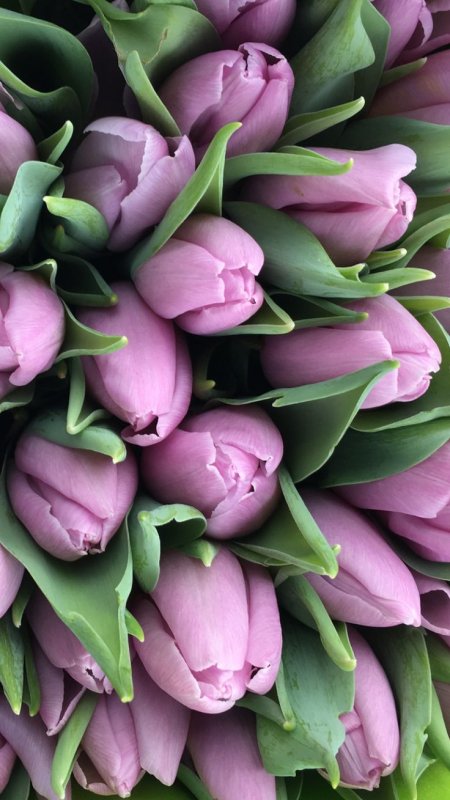 Тюльпан Пурпл Харт