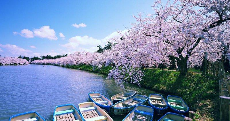 Сакура черри блоссом