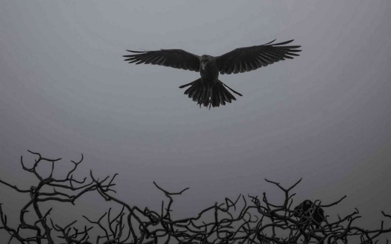 Мрачный ворон