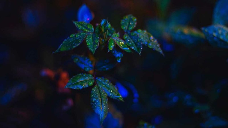 Красивые листья темные