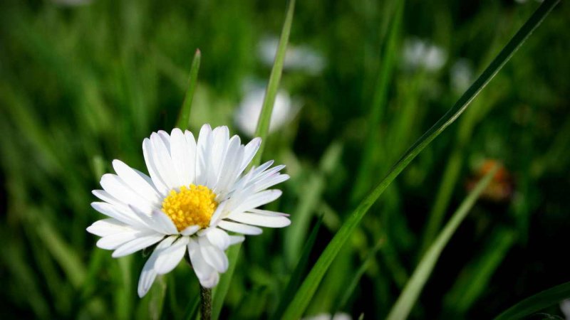 Красивые ромашки