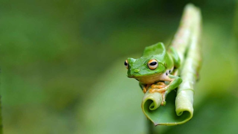 Заставка на рабочий стол лягушка