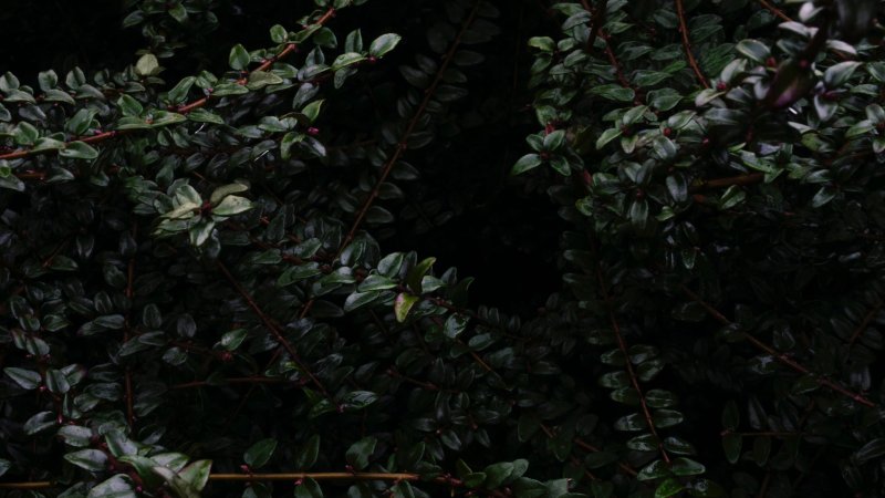 Темные растения