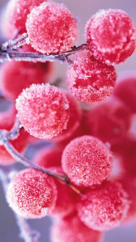 Морозные ягоды
