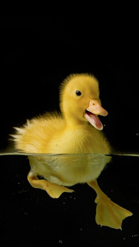 Желтый утенок