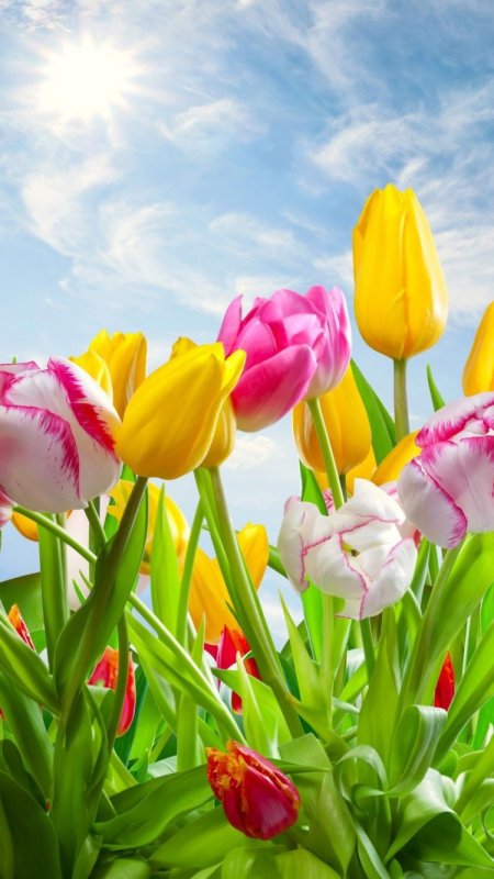 Тюль разноцветная